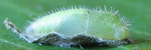 Pupae Side of Dainty Grass-blue - Zizula hylax attenuata